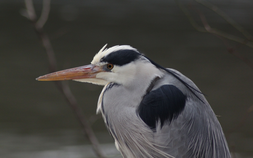 Close encounter with a heron