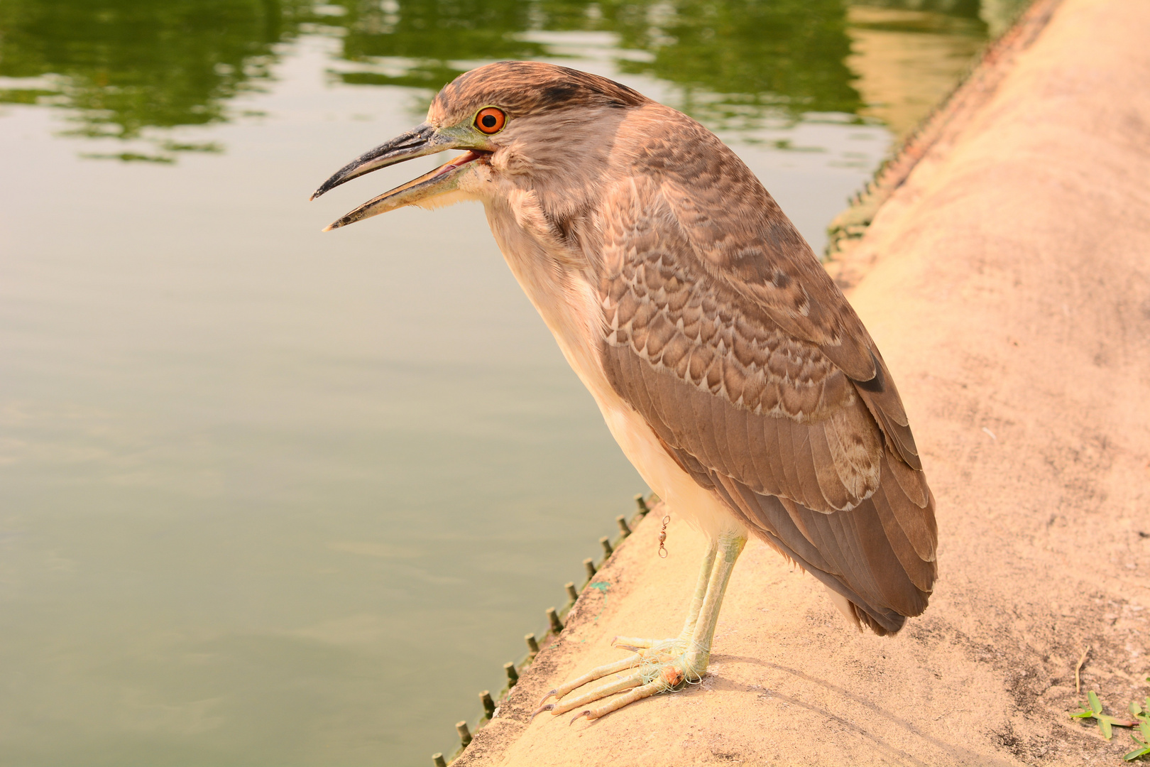 close-encounter-with-bird-50mm-prime-lens