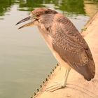 close-encounter-with-bird-50mm-prime-lens