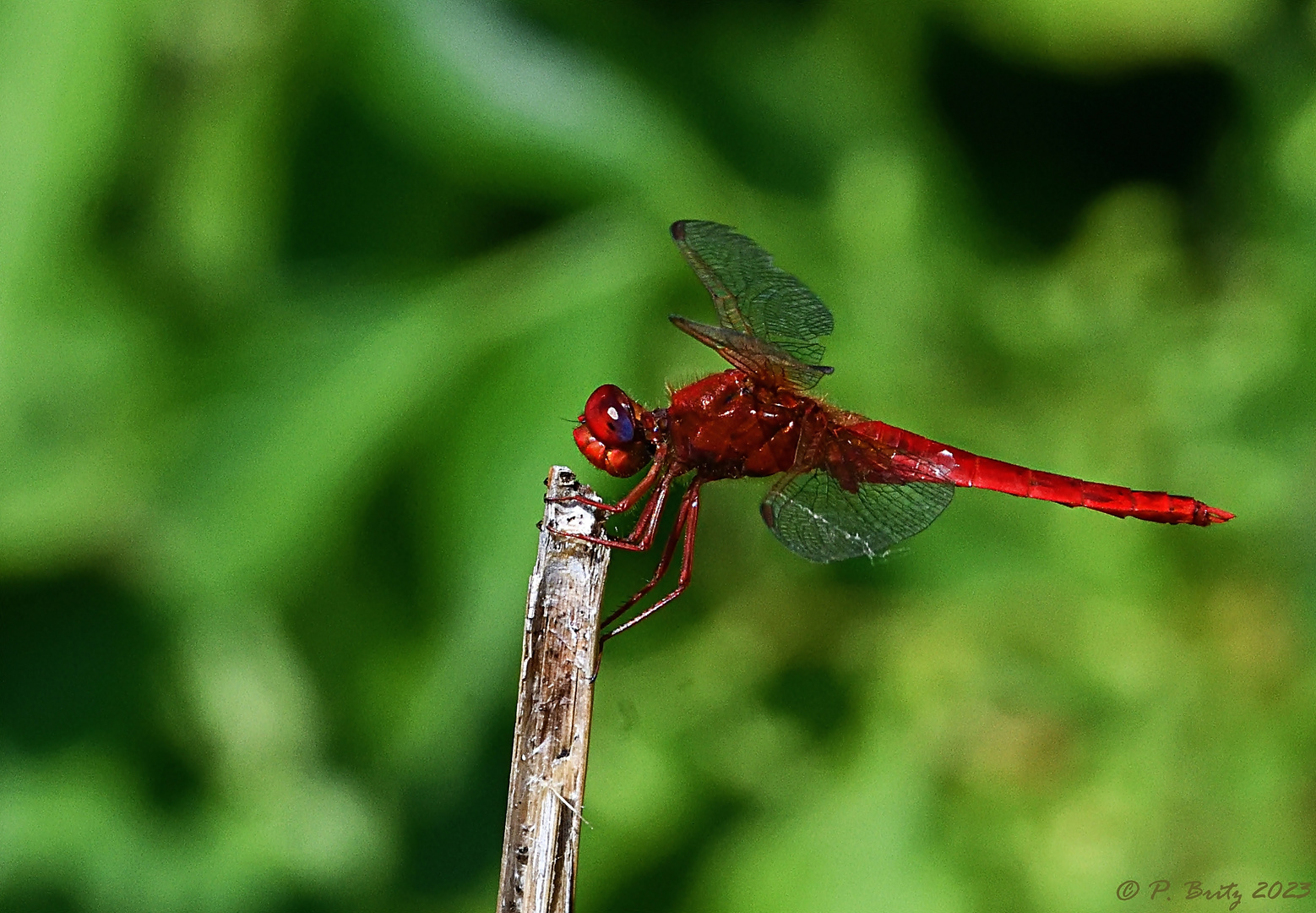  Close, red with violet