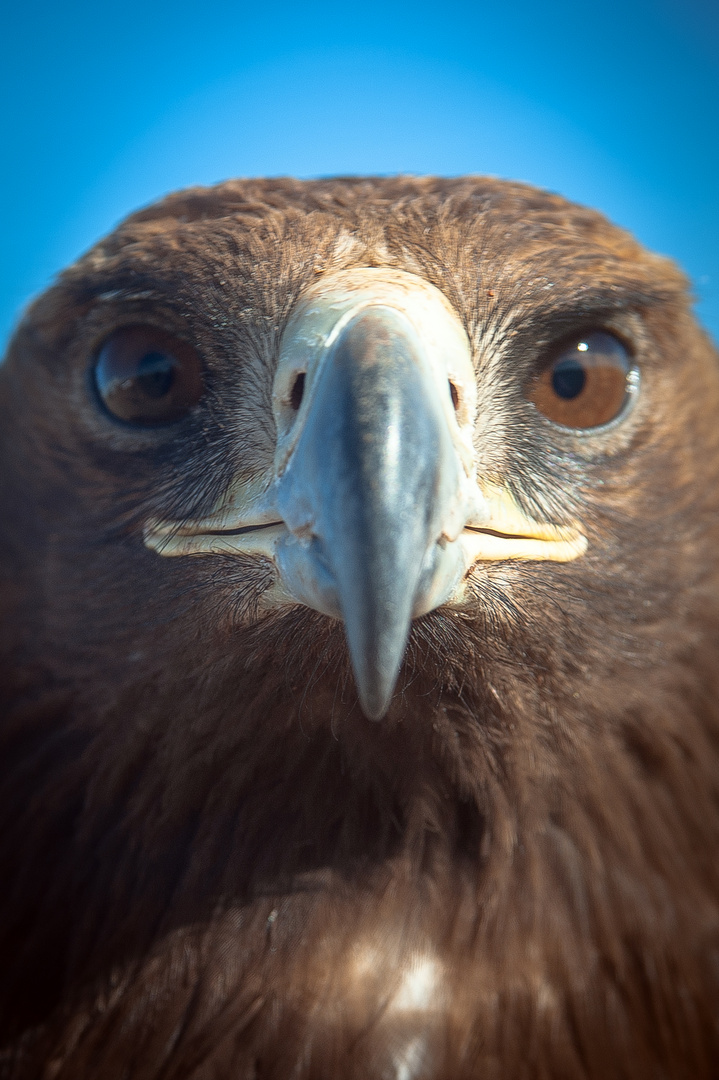 Close to an eagle face