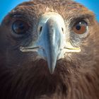 Close to an eagle face