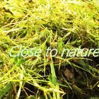 Close to Nature