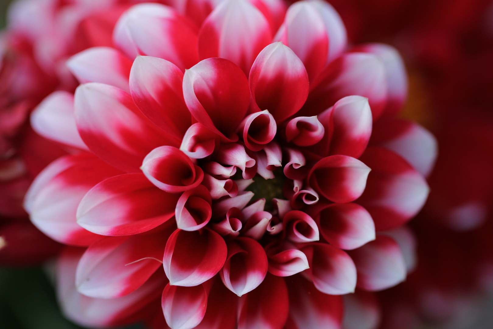 Close to the Dahlia