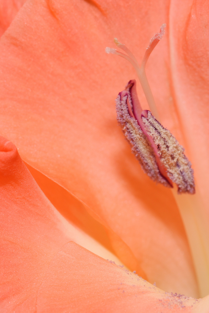 Close-Up