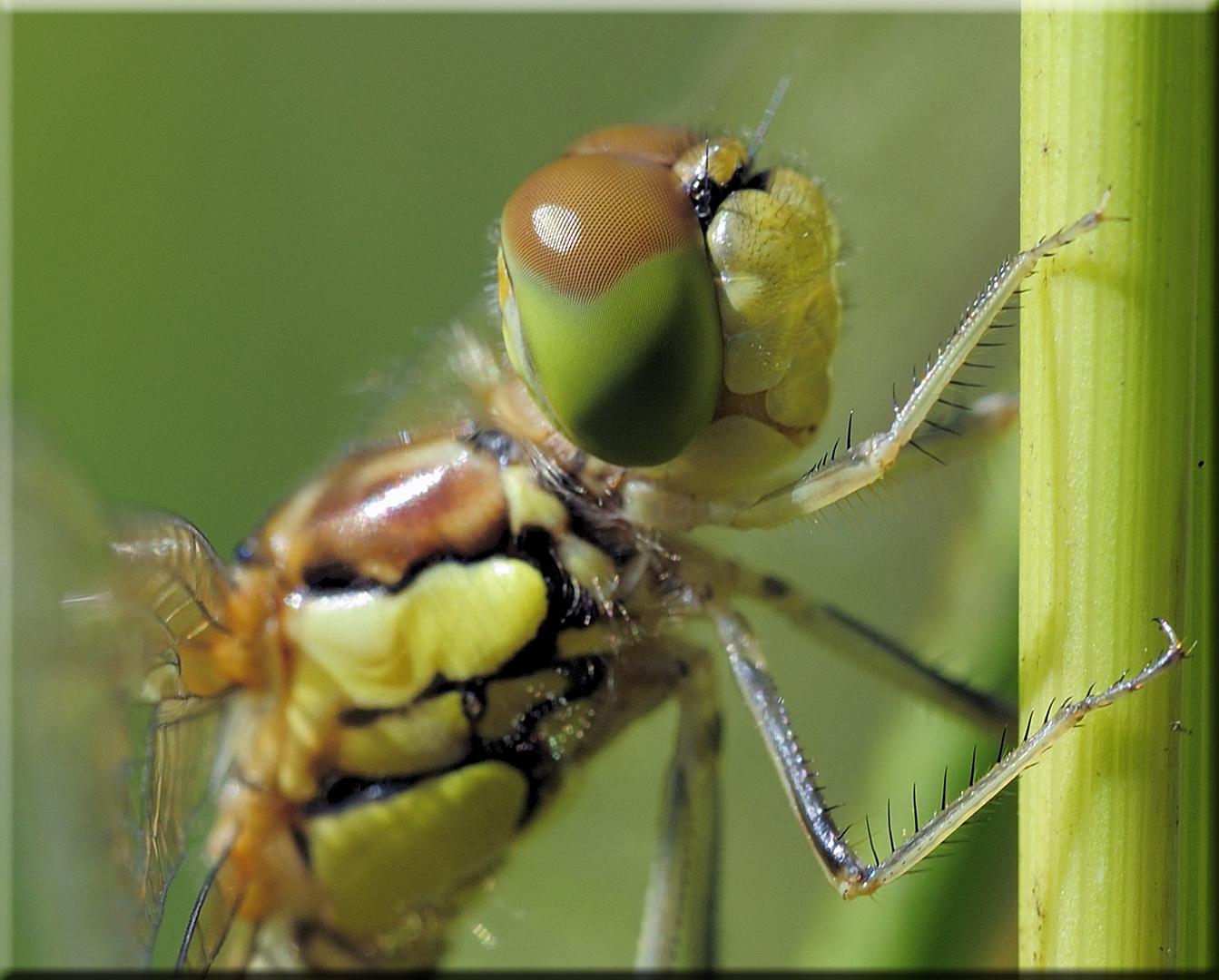 Close-Up