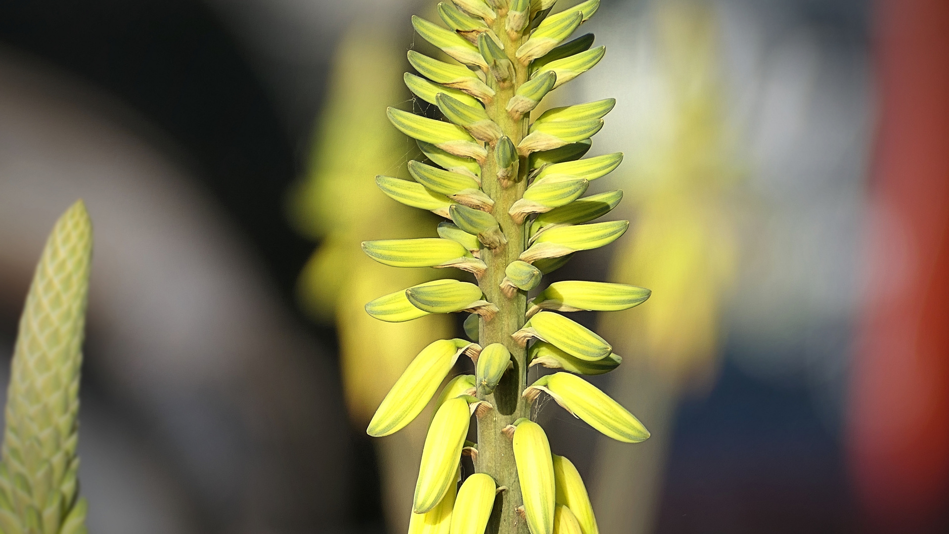 ... close up Aloe vera yellow flower 
