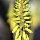 ... close up Aloe vera yellow flower 