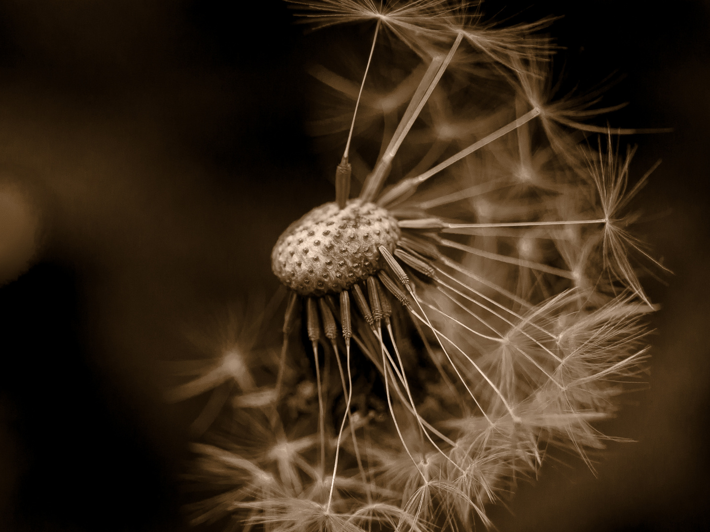 Close-Up auf Löwenzahn