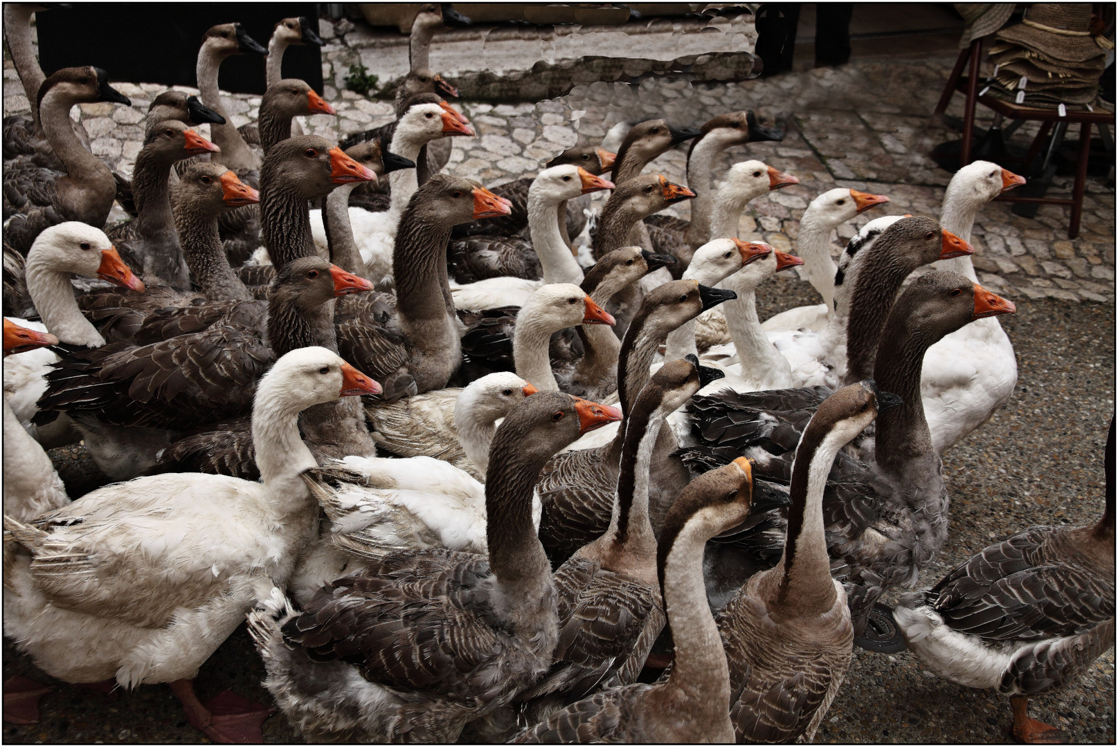 Close up der Gruppe Gänse