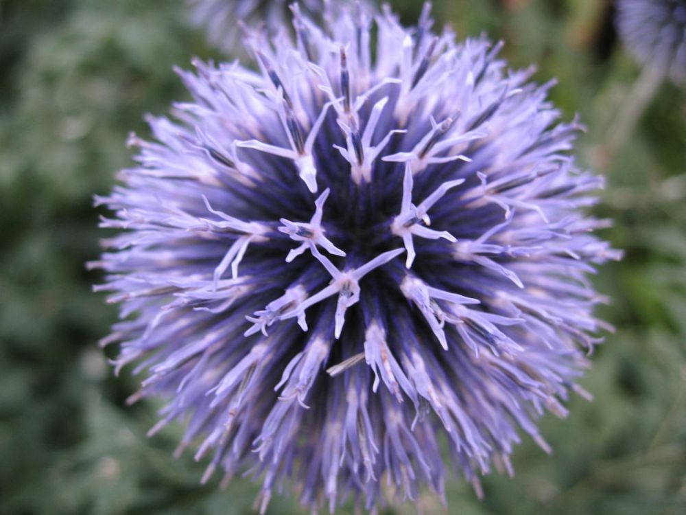 Close up Distel