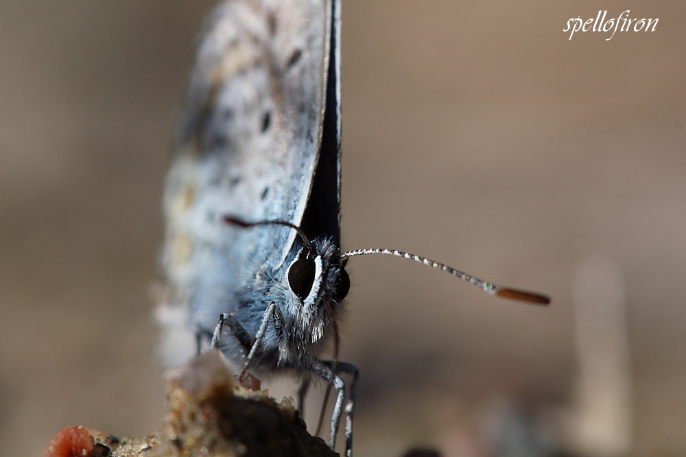 Close-up