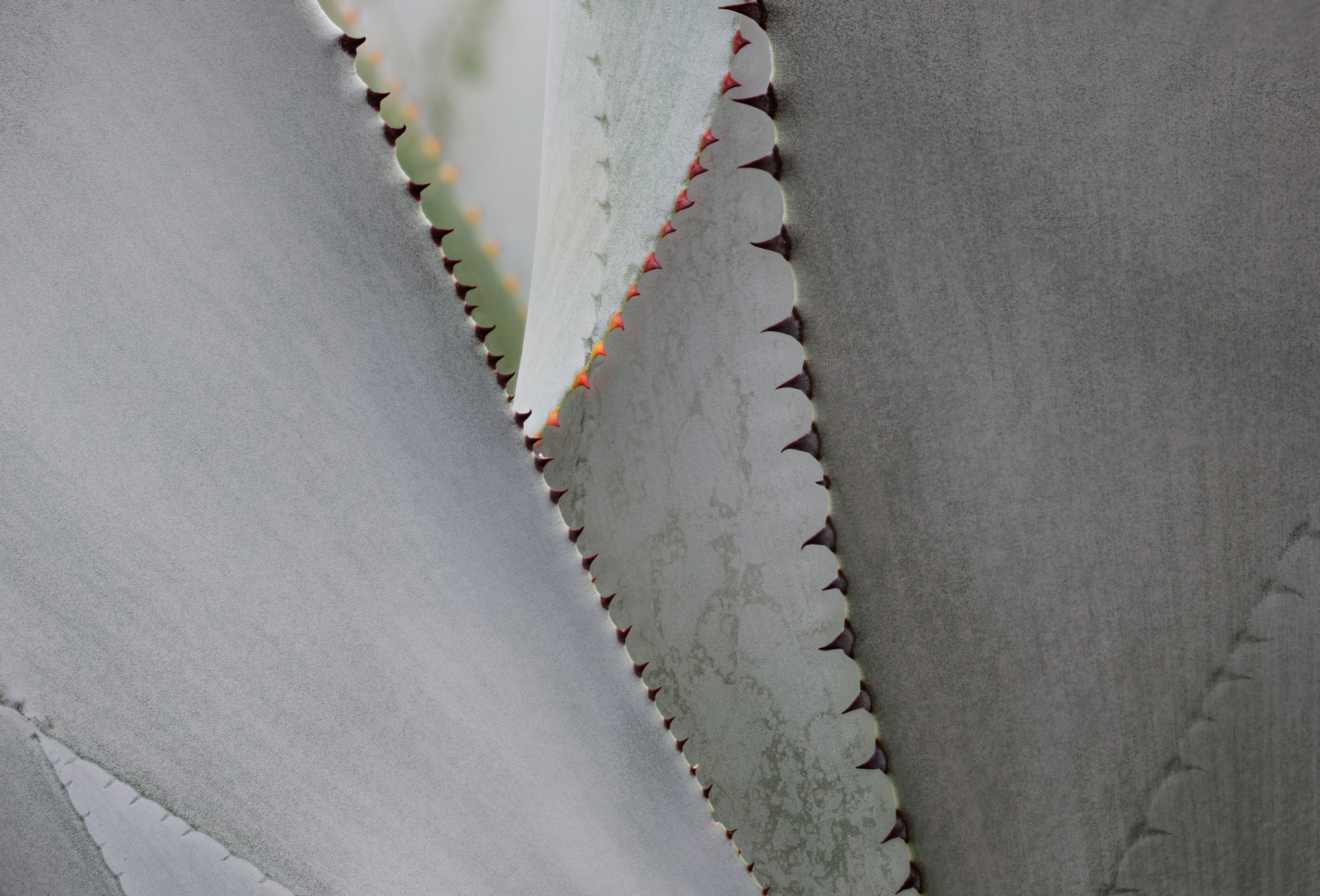 Close up einer Agave