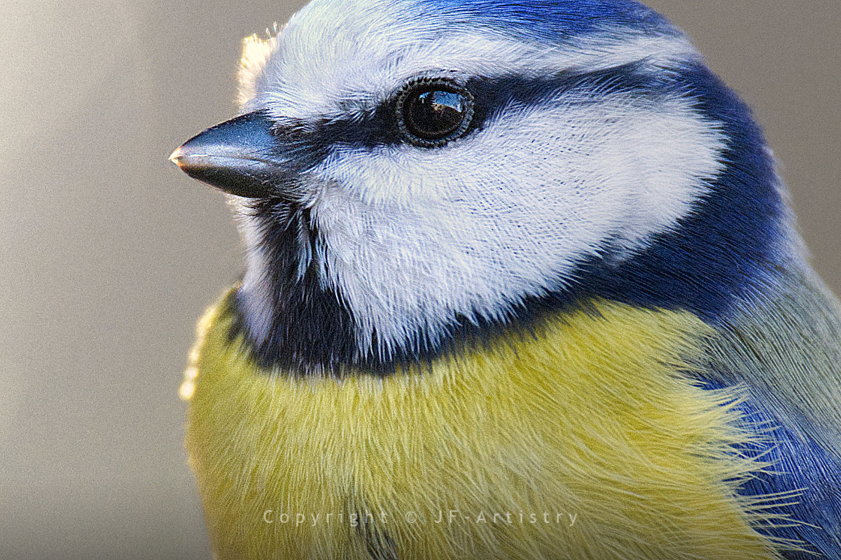 Close-Up einer Blaumeise