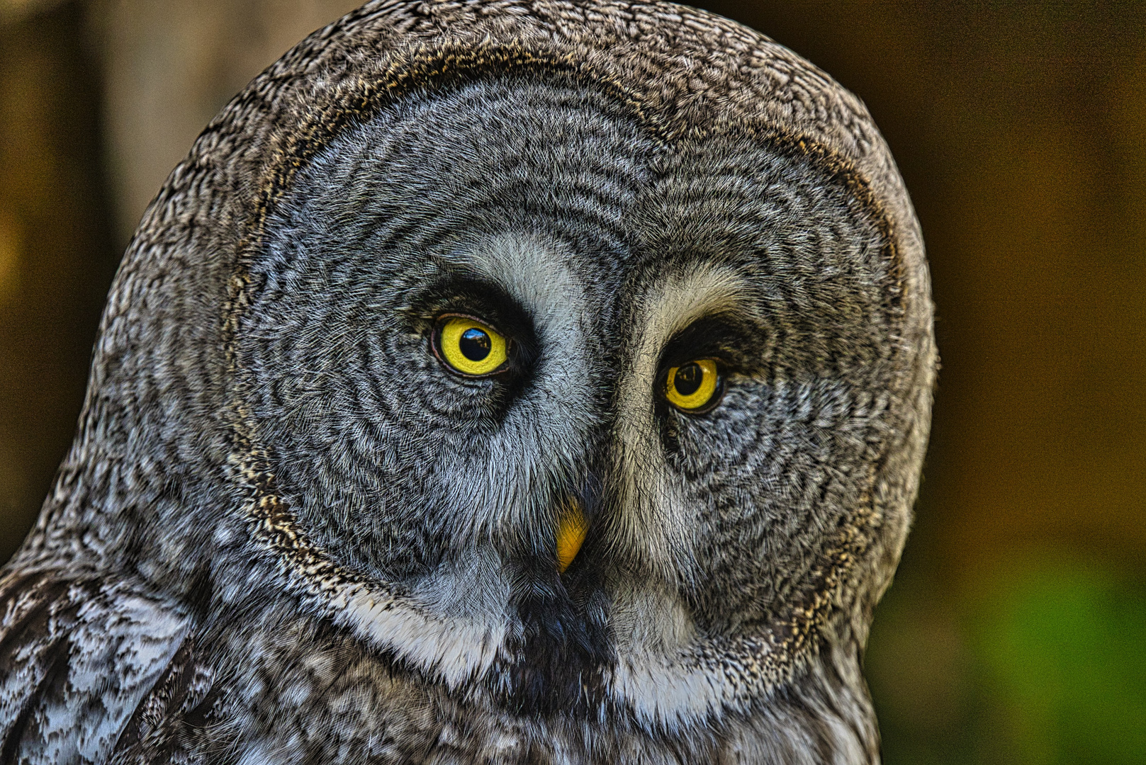 Close up einer Eule Naturzoo Rheine