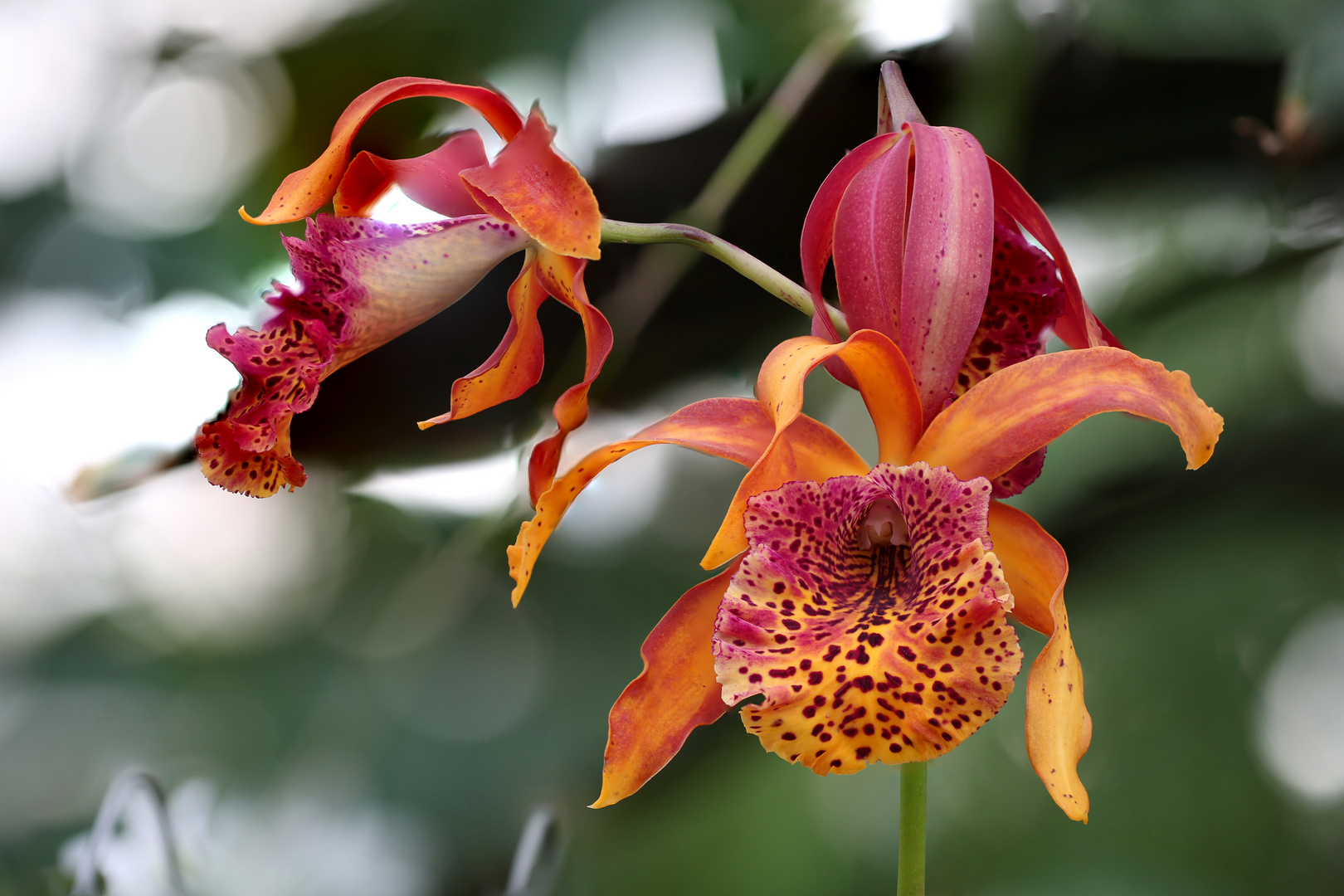 Close-up einer Orchidee