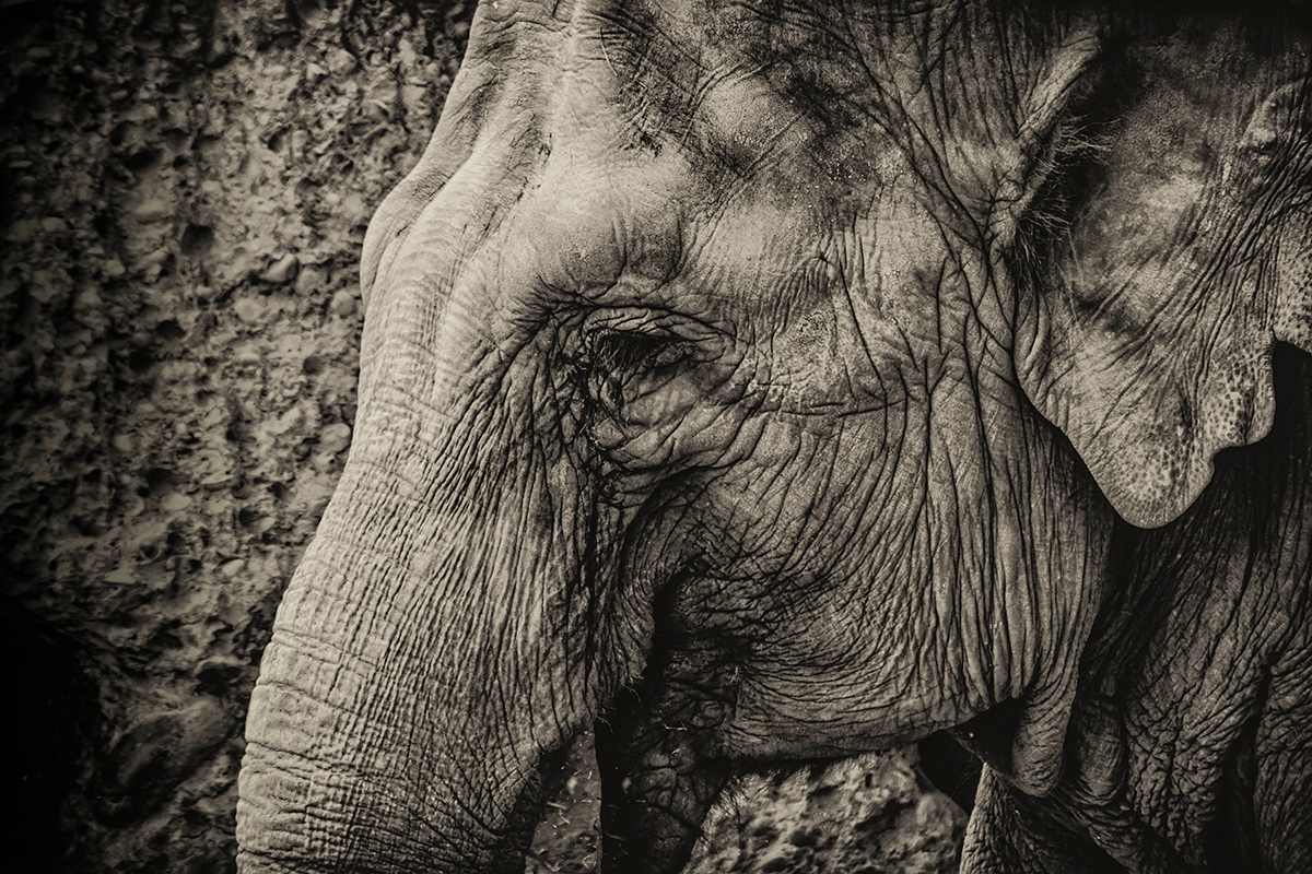 Close up Elefant