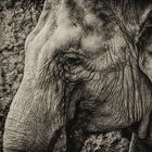 Close up Elefant