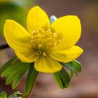 close-up Eranthis hyemalis