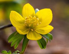 close-up Eranthis hyemalis