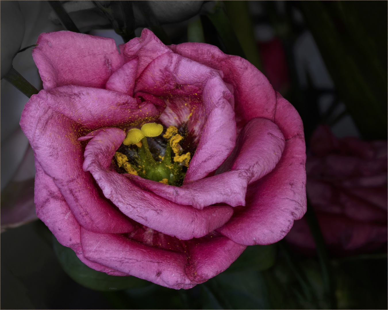 Close-up Eustoma