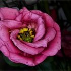 Close-up Eustoma