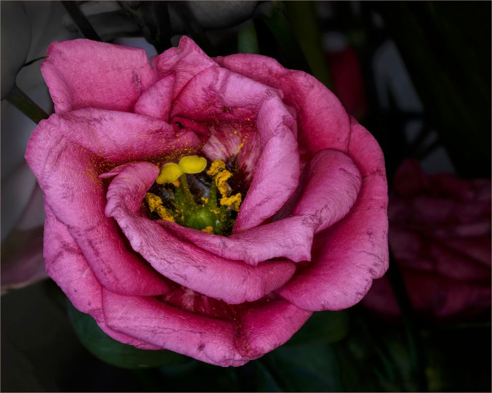 Close-up Eustoma