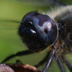 close-up Facettenauge einer Spitzenflecklibelle