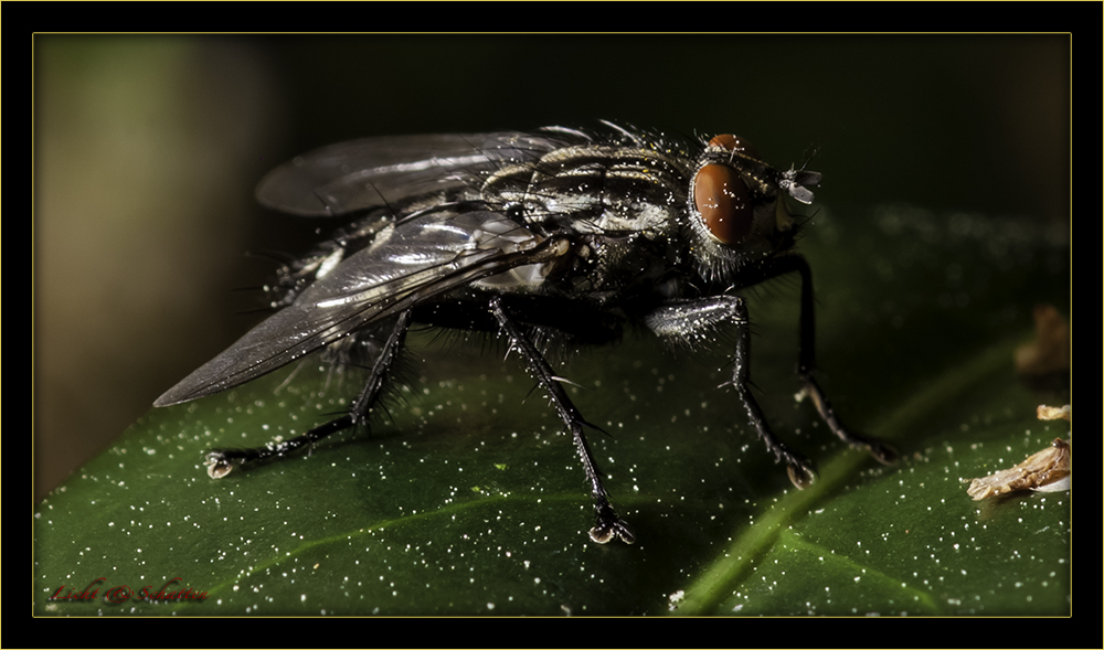 Close Up Fliege auf einem Blatt