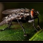 Close Up Fliege auf einem Blatt