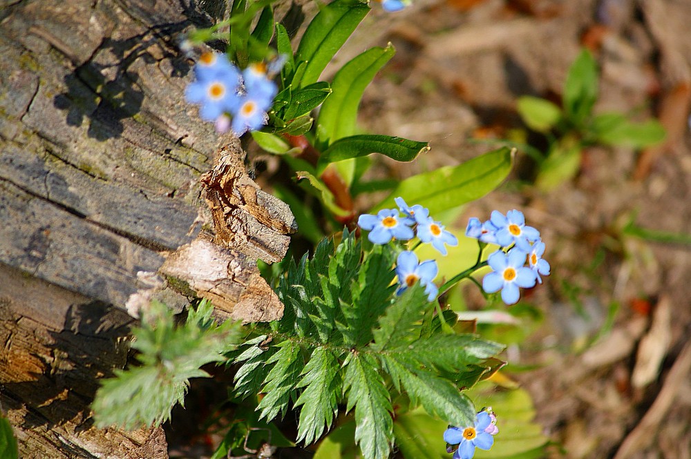 Close up flowers