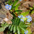 Close up flowers