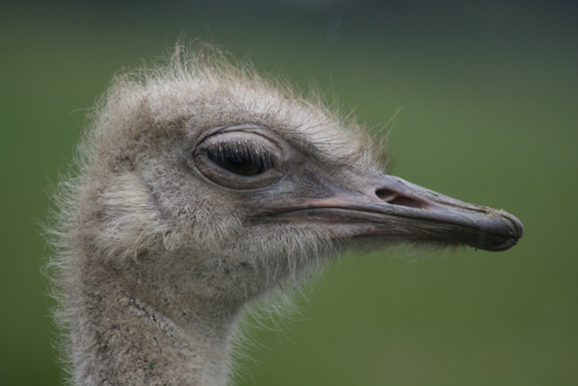 Close up head shot