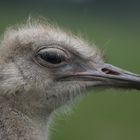 Close up head shot