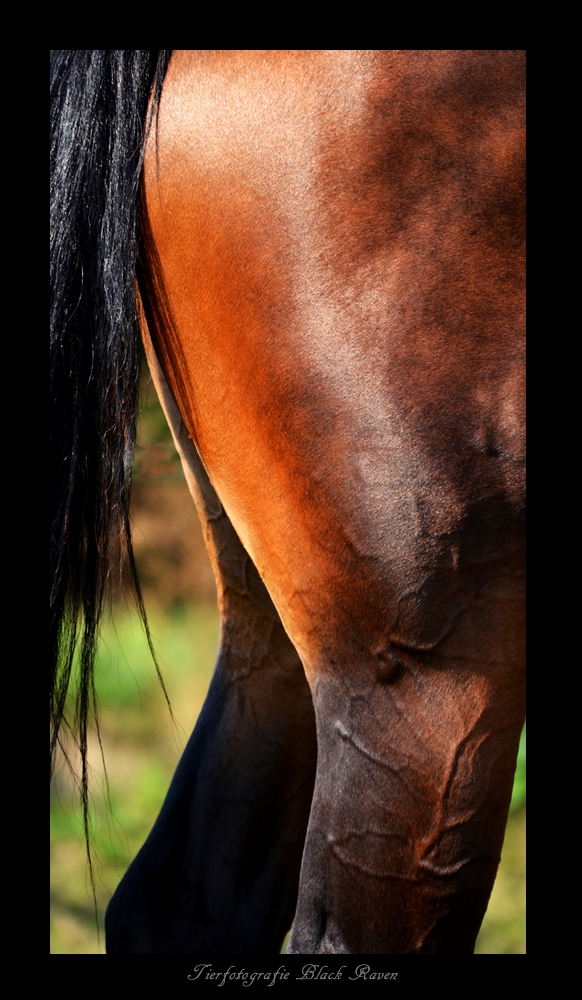 Close-Up Horse