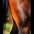 Close-Up Horse