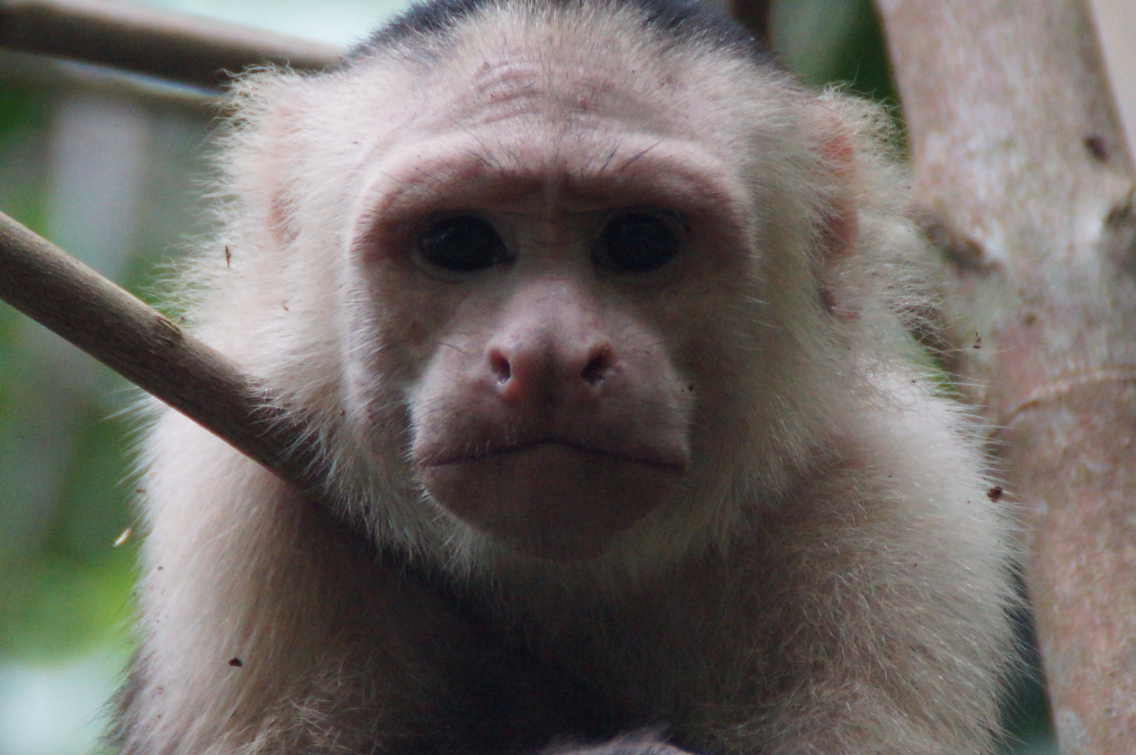 Close Up - Kapuziner Affe