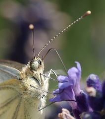 Close Up Kohlweissling