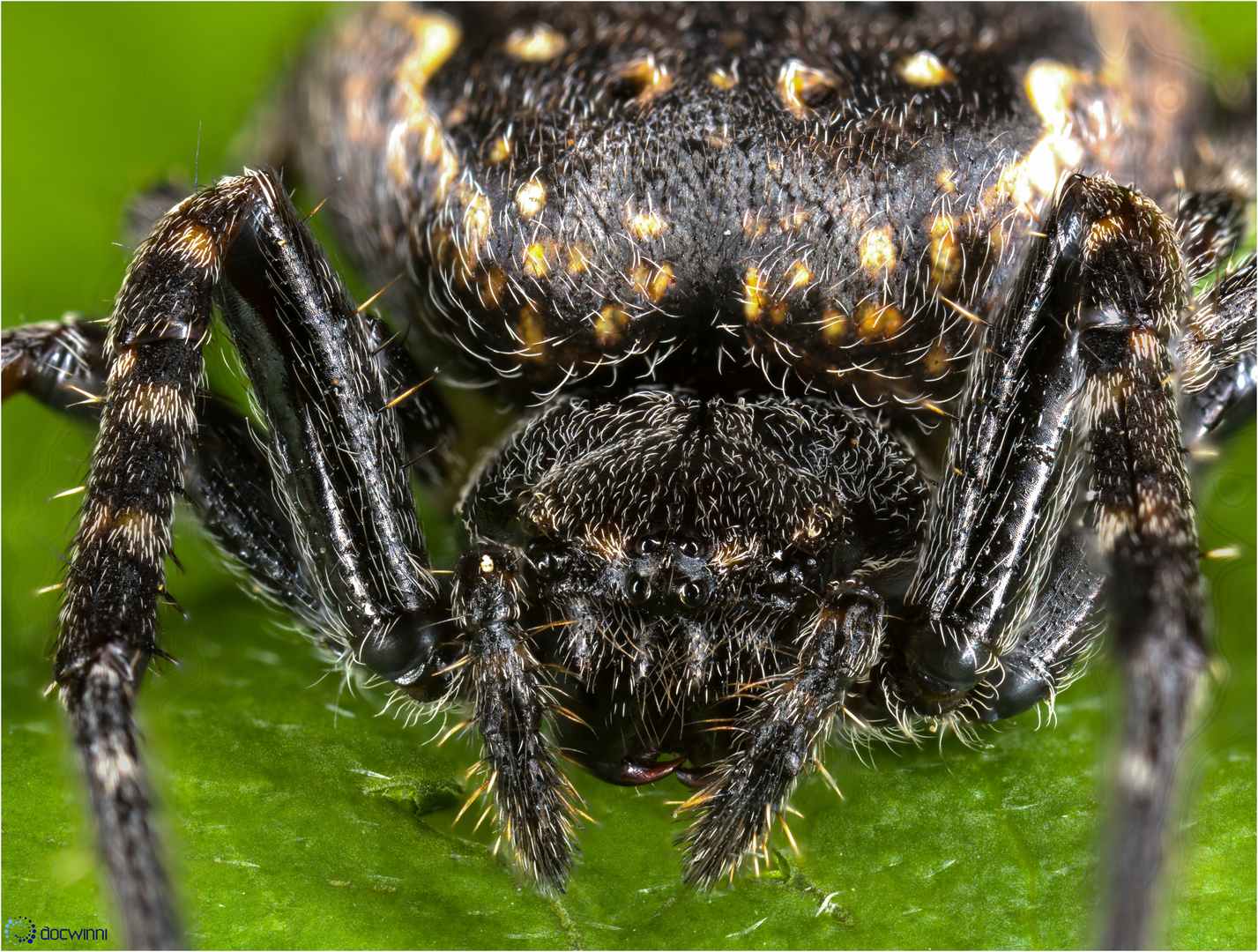 Close-Up Kreuzspinne