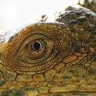 Close up Leguan