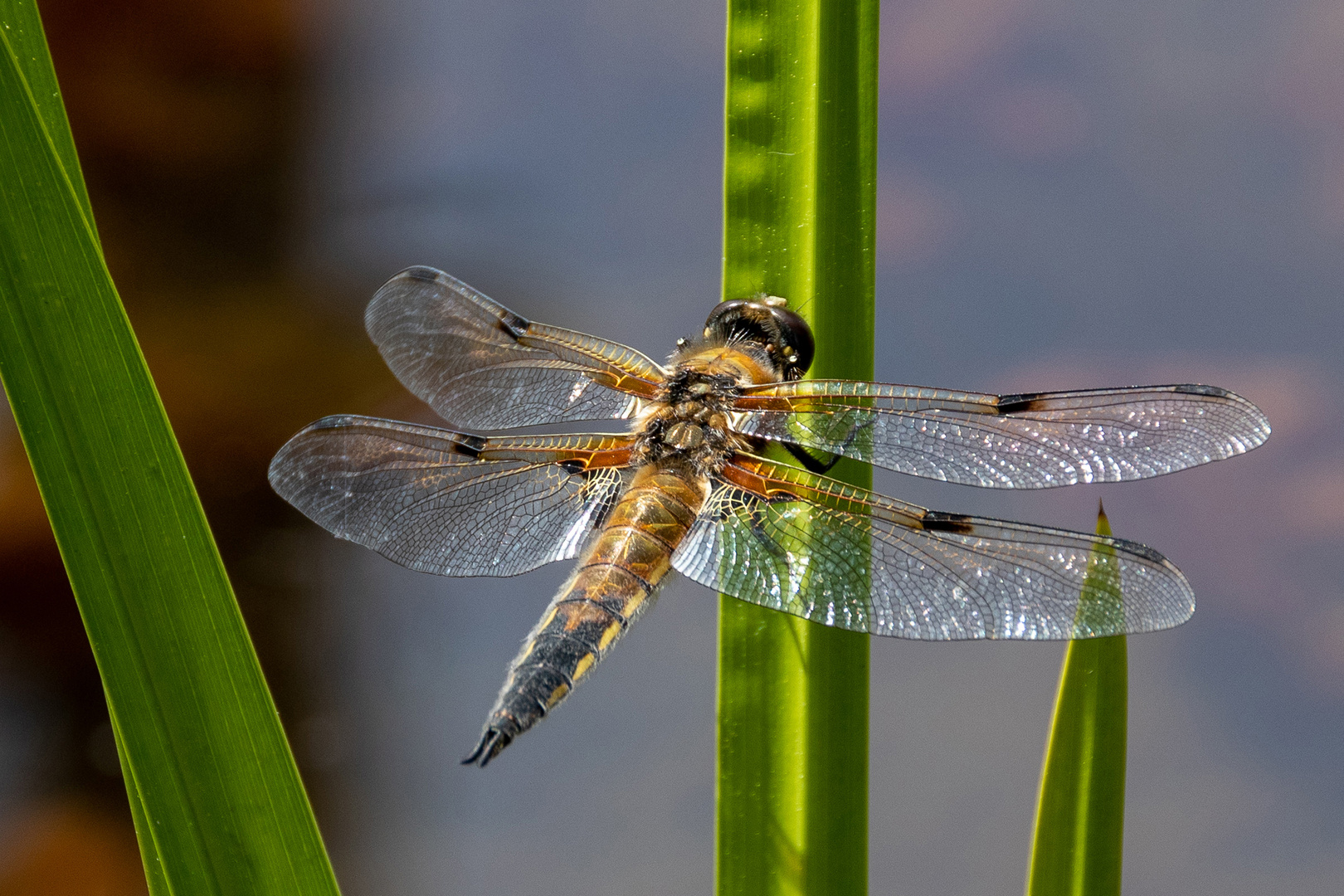 Close-up Libelle