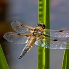 Close-up Libelle