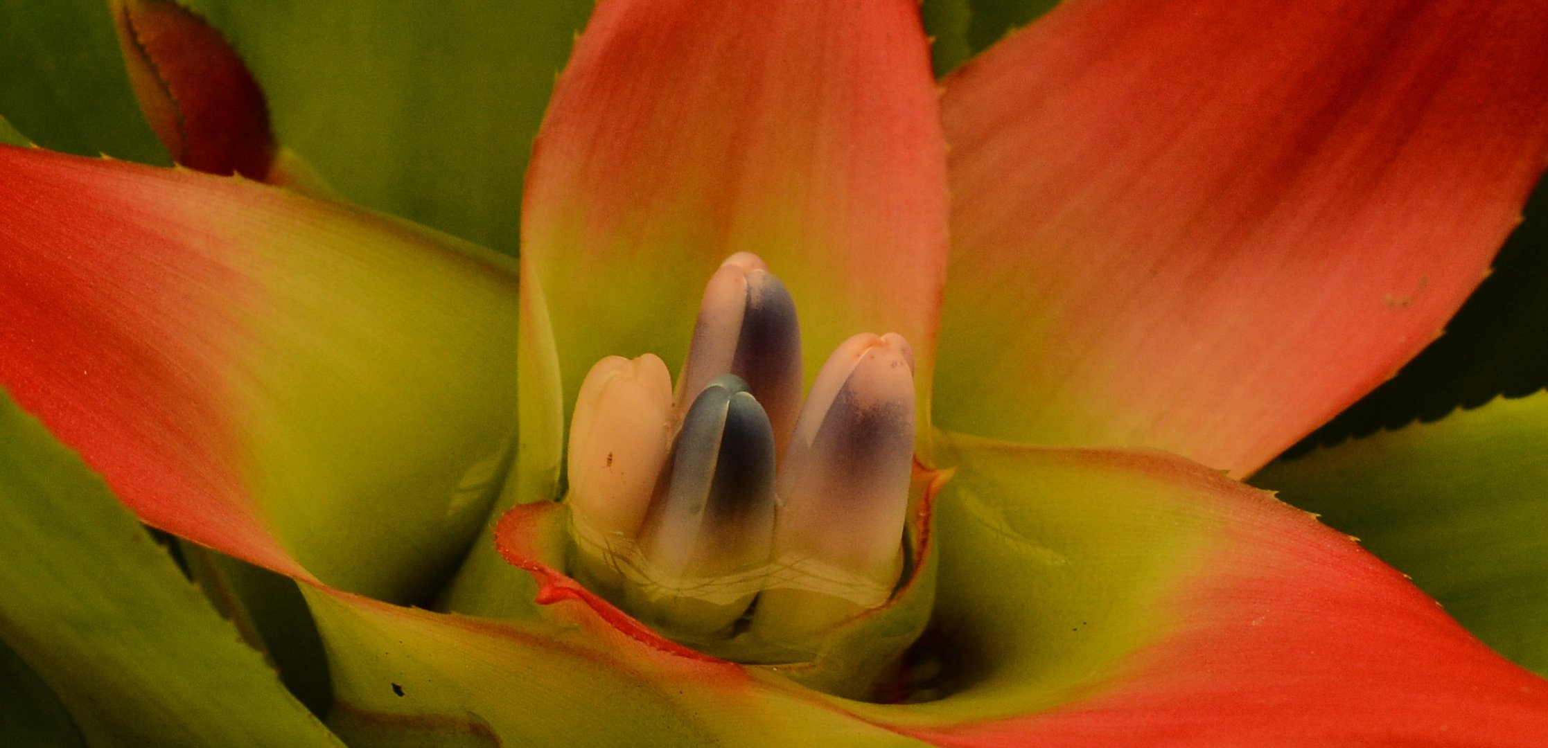 close-up-look-at-Bromeliad