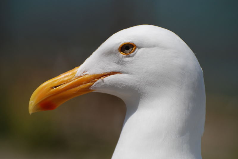 Close-up: Möwe