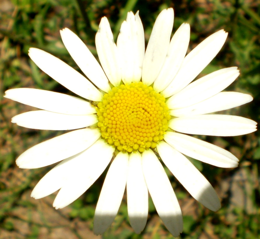 Close-up of a flowrr