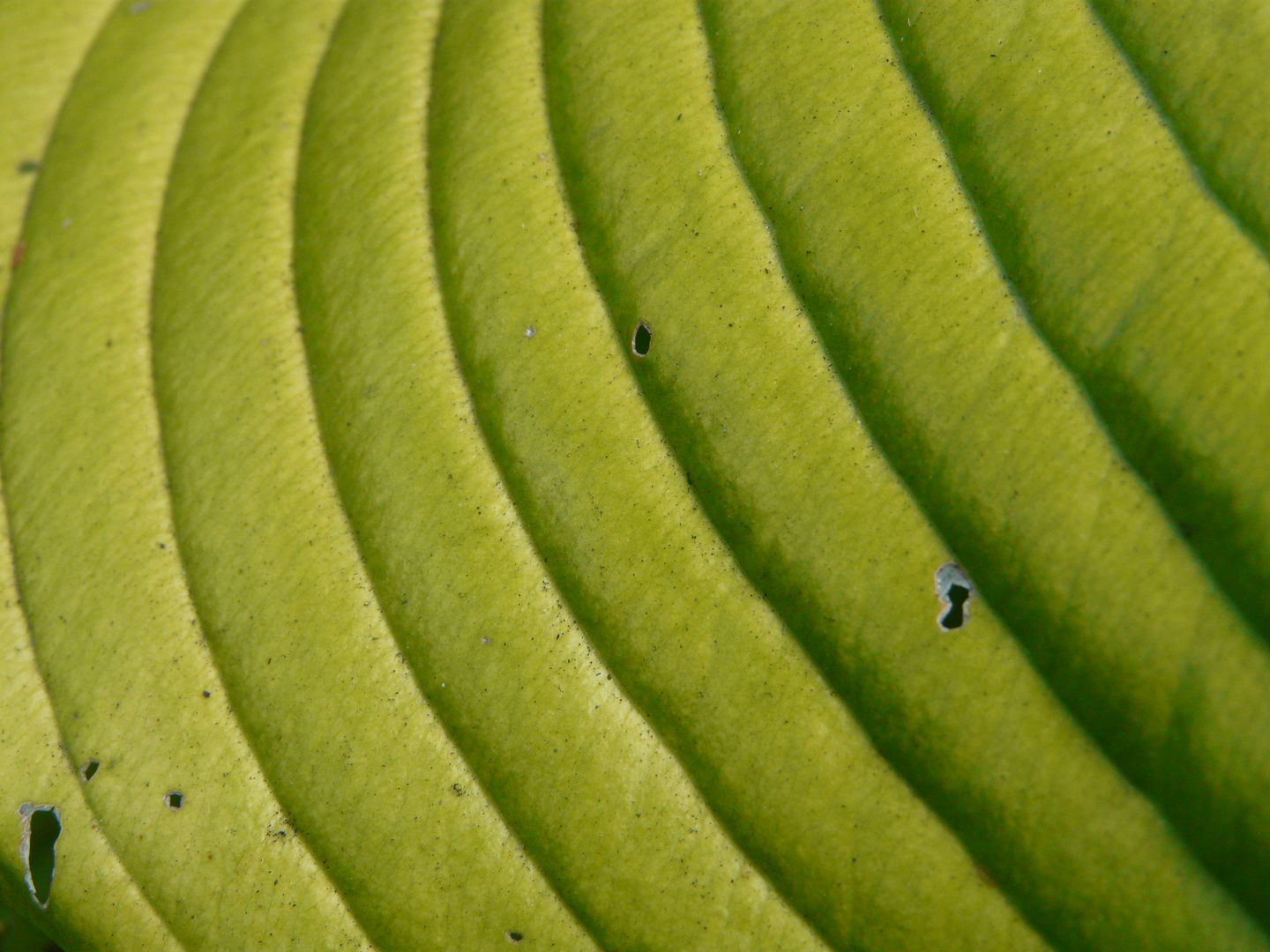 Close-up of a leaf