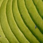 Close-up of a leaf