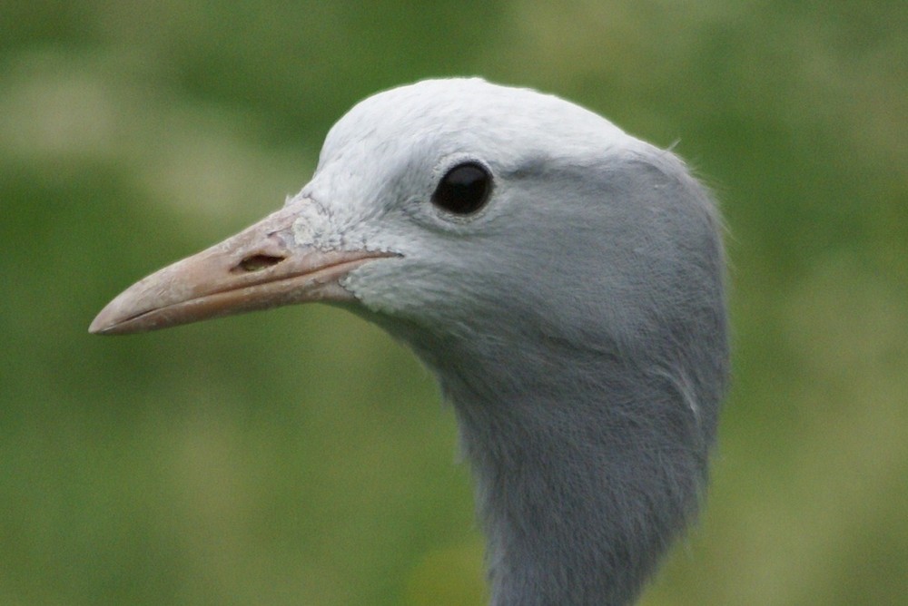 Close up of Blue Crane