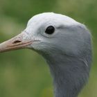Close up of Blue Crane