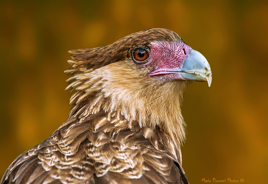 Close-up of Carancho Caracara